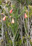 Bomarea pauciflora (Kunth) Herb.