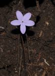 Pseuderanthemum praecox (Benth.) Leonard E.C.